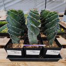 #EC257 EXACT Cereus Spiralis The Spiral Cactus 10-12” or so!