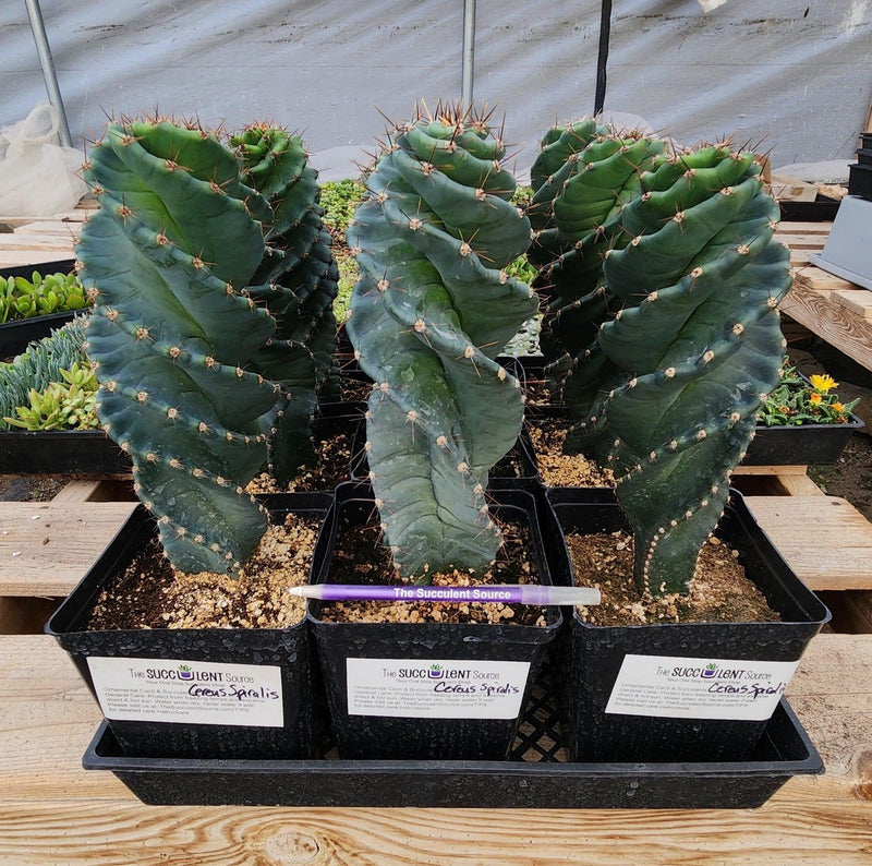 #EC257 EXACT Cereus Spiralis The Spiral Cactus 10-12” or so!