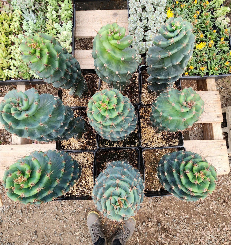 #EC257 EXACT Cereus Spiralis The Spiral Cactus 10-12” or so!