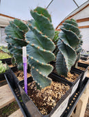 #EC257 EXACT Cereus Spiralis The Spiral Cactus 10-12” or so!