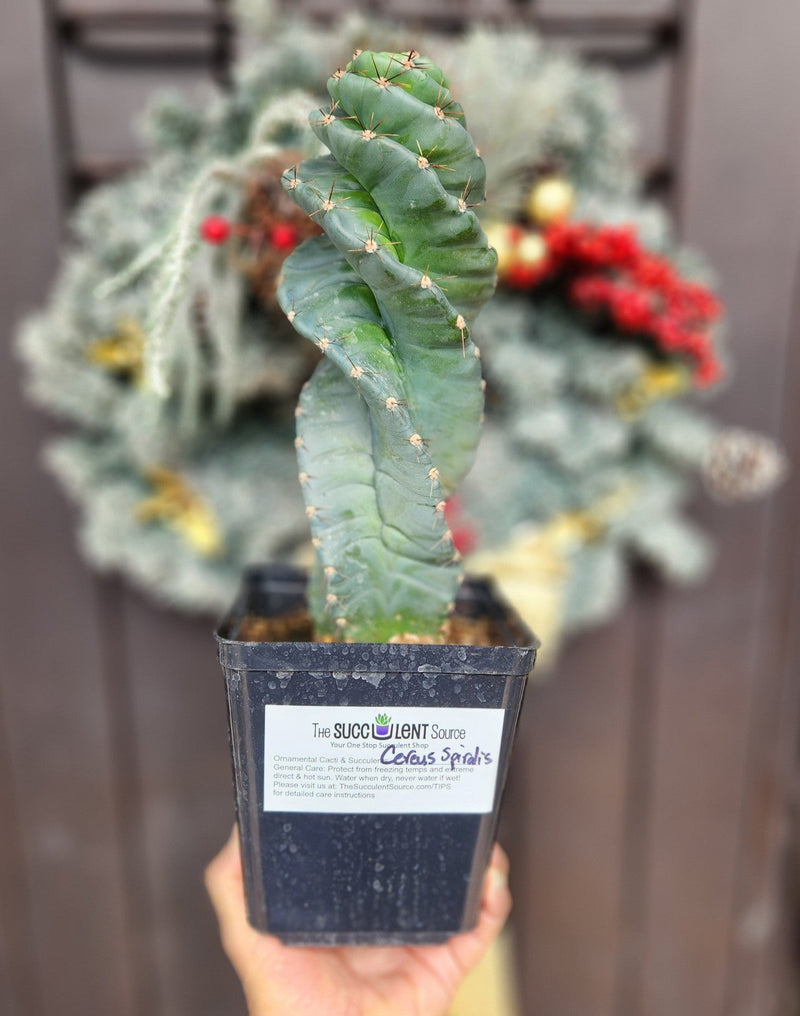 #EC257 EXACT Cereus Spiralis The Spiral Cactus 10-12” or so!