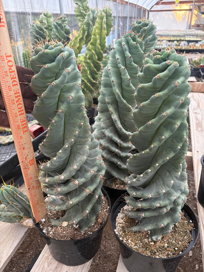 #EC257 EXACT Cereus Spiralis The Spiral Cactus 10-12” or so!