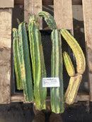 #EC258 EXACT Trichocereus Pachanoi PC TLC Cactus CUTTING Lot