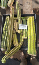 #EC258 EXACT Trichocereus Pachanoi PC TLC Cactus CUTTING Lot