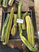 #EC258 EXACT Trichocereus Pachanoi PC TLC Cactus CUTTING Lot