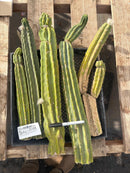 #EC258 EXACT Trichocereus Pachanoi PC TLC Cactus CUTTING Lot