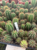#EC259 Trichocereus Peruvianus TSSBP-OP Cactus Seedlings