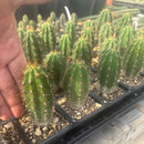 #EC259 Trichocereus Peruvianus TSSBP-OP Cactus Seedlings