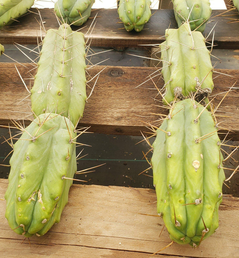 #EC26 EXACT Trichocereus Bridgesii Jiimz Cactus CUTTINGS various sizes