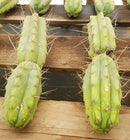 #EC26 EXACT Trichocereus Bridgesii Jiimz Cactus CUTTINGS various sizes