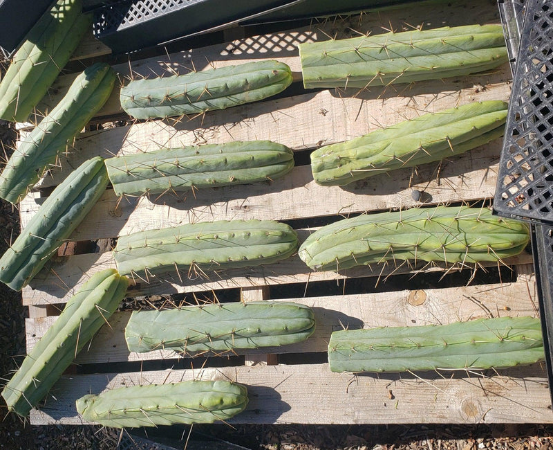 #EC26 EXACT Trichocereus Bridgesii Jiimz Cactus CUTTINGS various sizes