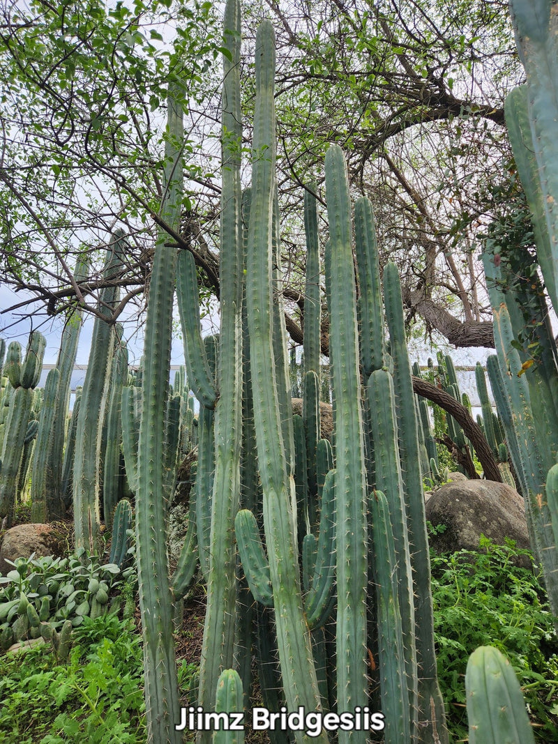 #EC26 EXACT Trichocereus Bridgesii Jiimz Cactus CUTTINGS various sizes