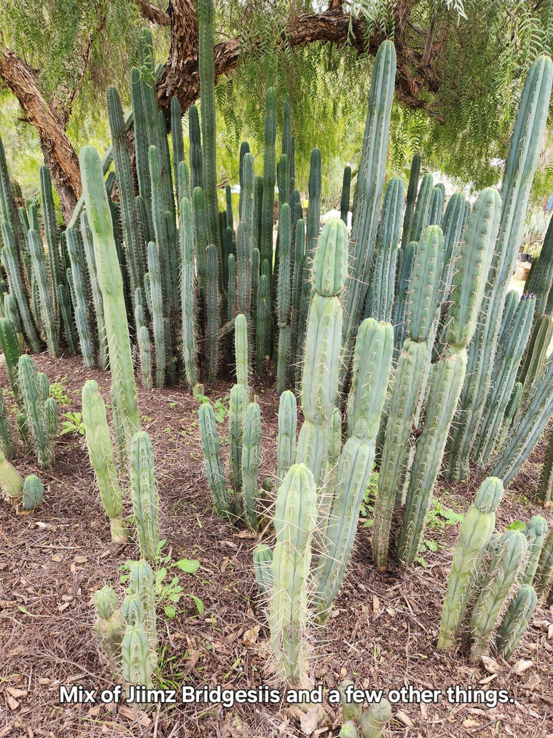 #EC26 EXACT Trichocereus Bridgesii Jiimz Cactus CUTTINGS various sizes