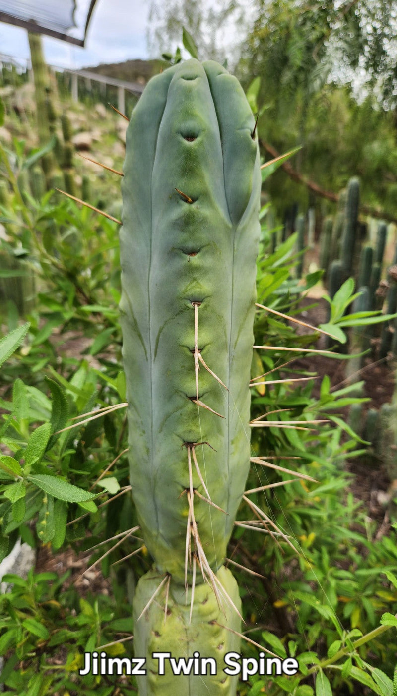 #EC26 EXACT Trichocereus Bridgesii Jiimz Cactus CUTTINGS various sizes