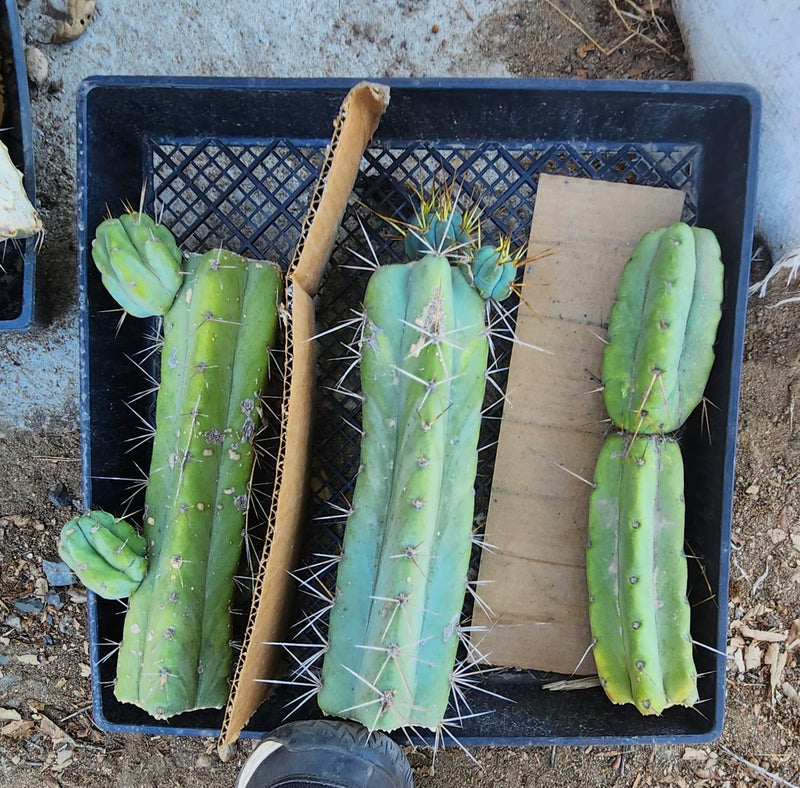 #EC26 EXACT Trichocereus Bridgesii Jiimz Cactus CUTTINGS various sizes