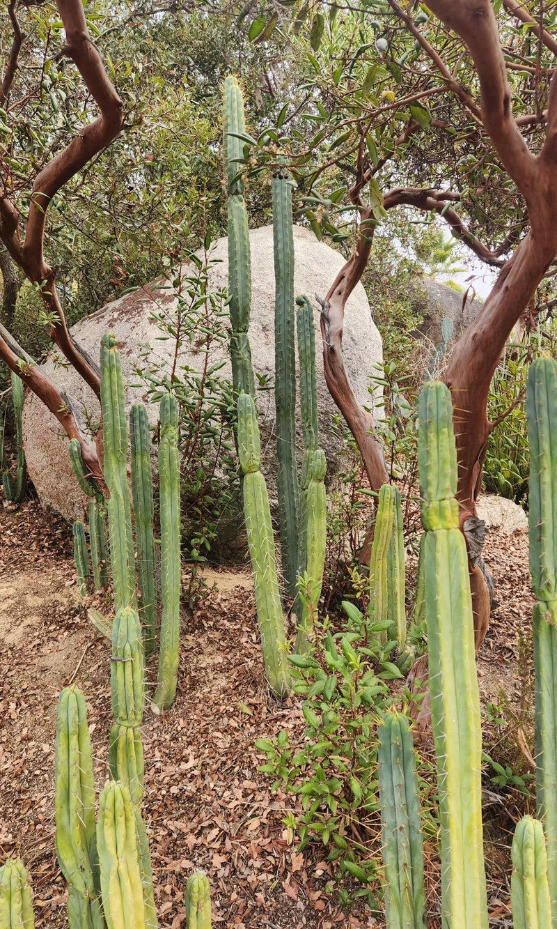 #EC26 EXACT Trichocereus Bridgesii Jiimz Cactus CUTTINGS various sizes