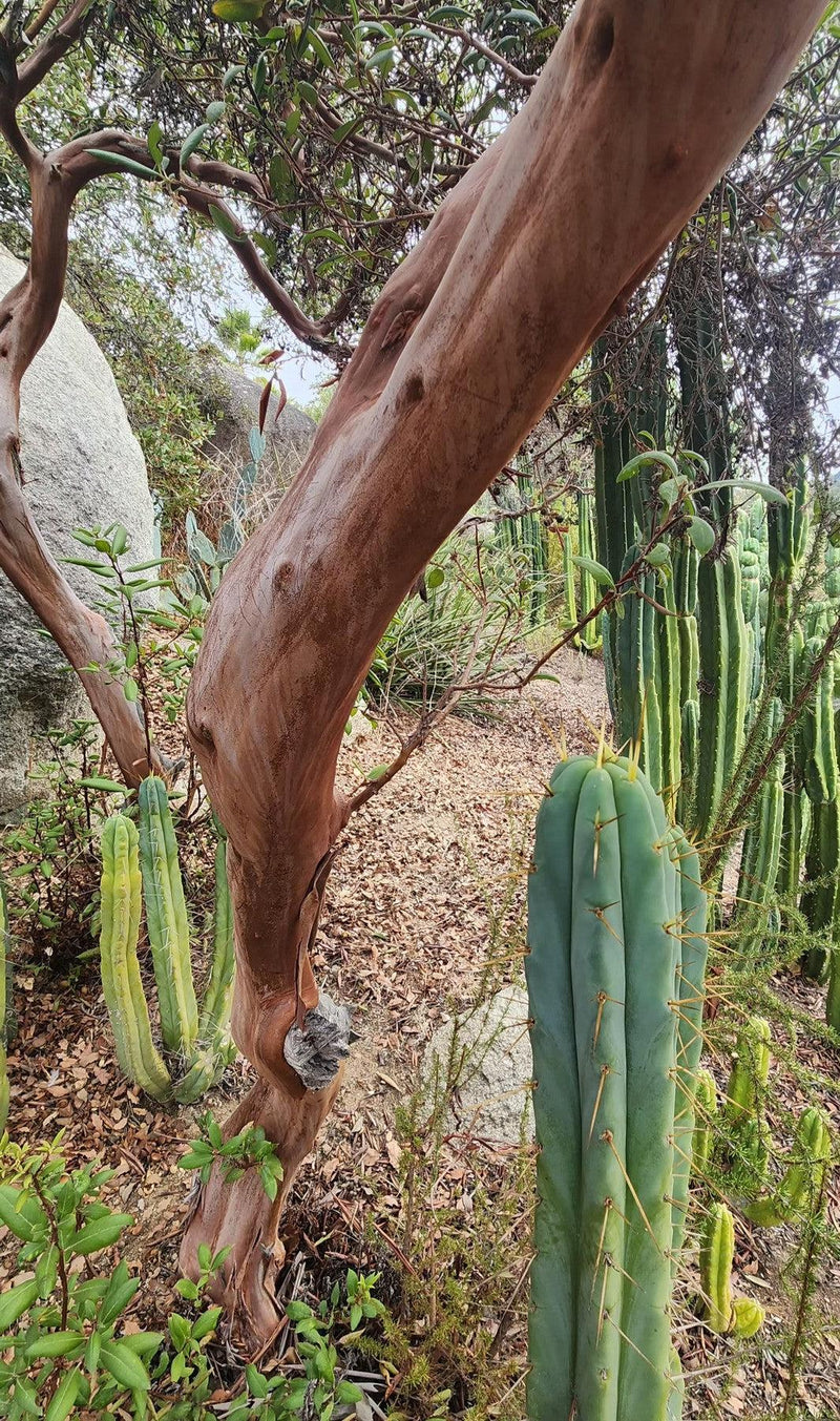 #EC26 EXACT Trichocereus Bridgesii Jiimz Cactus CUTTINGS various sizes