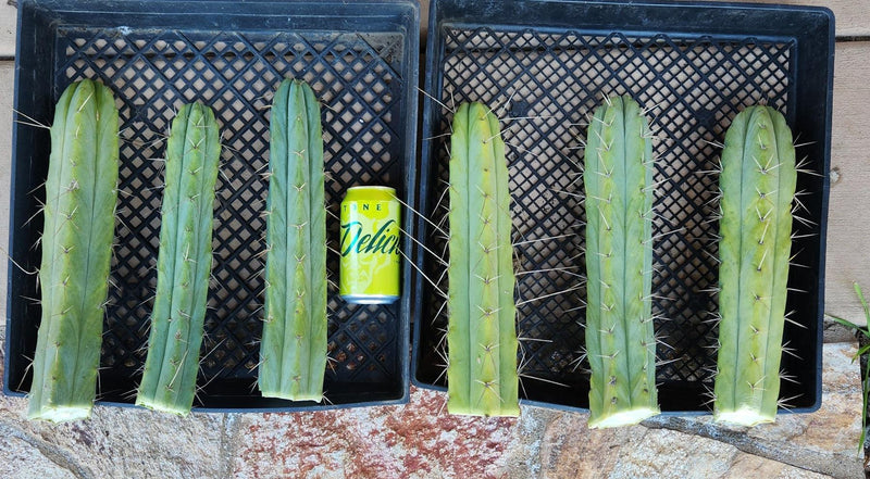 #EC26 EXACT Trichocereus Bridgesii Jiimz Cactus CUTTINGS various sizes