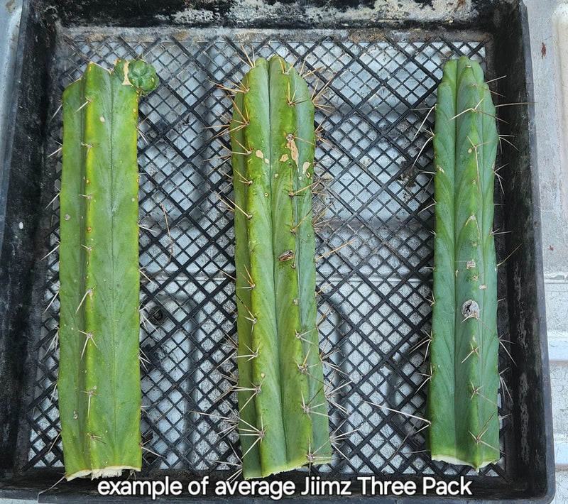 #EC26 EXACT Trichocereus Bridgesii Jiimz Cactus CUTTINGS various sizes