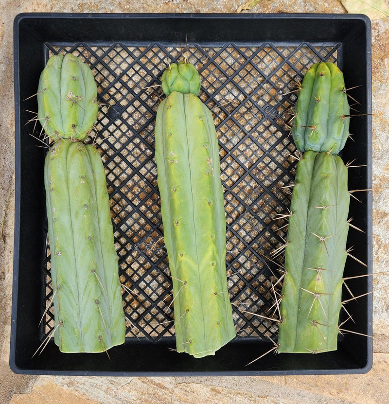 #EC26 EXACT Trichocereus Bridgesii Jiimz Cactus CUTTINGS various sizes