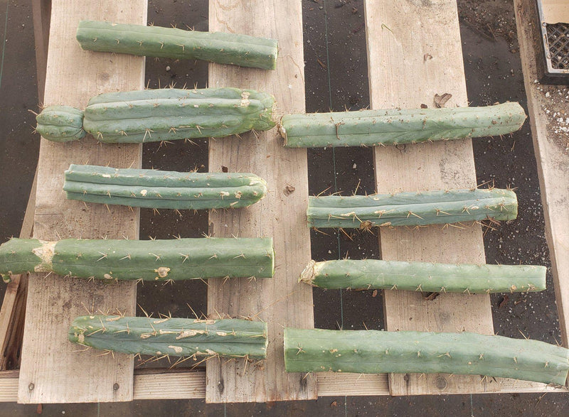 #EC26 EXACT Trichocereus Bridgesii Jiimz Cactus CUTTINGS various sizes