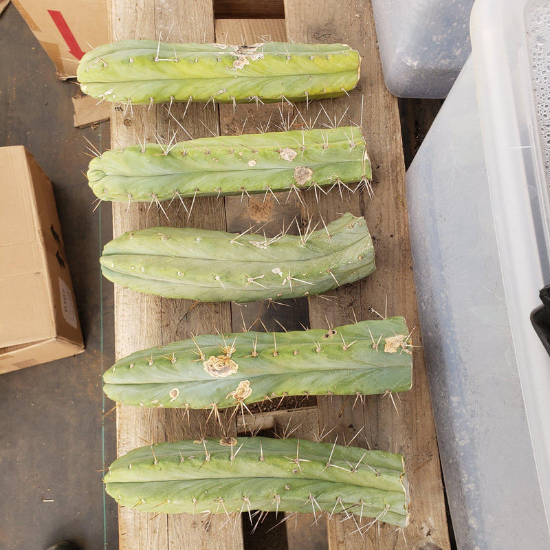 #EC26 EXACT Trichocereus Bridgesii Jiimz Cactus CUTTINGS various sizes