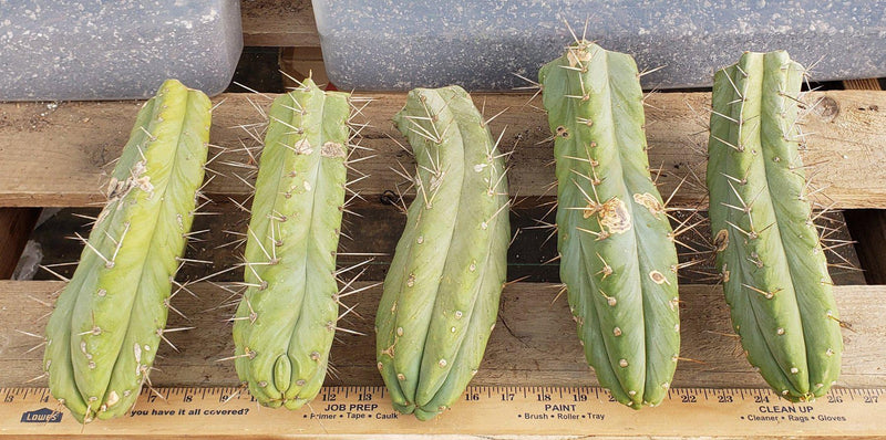 #EC26 EXACT Trichocereus Bridgesii Jiimz Cactus CUTTINGS various sizes