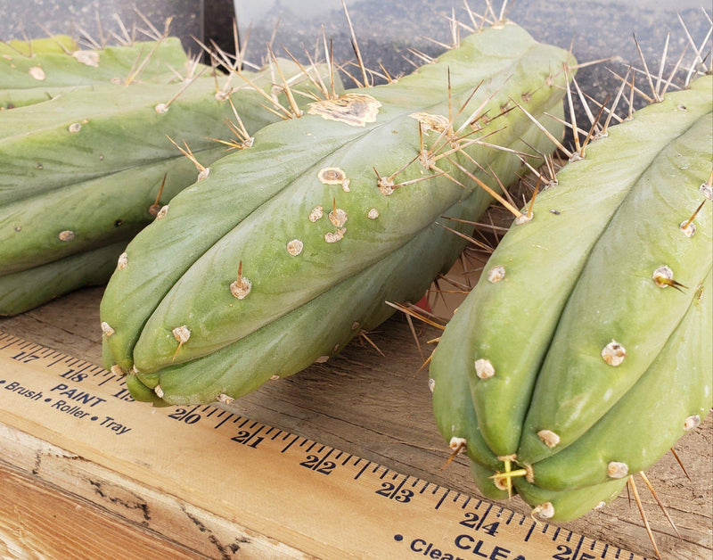 #EC26 EXACT Trichocereus Bridgesii Jiimz Cactus CUTTINGS various sizes