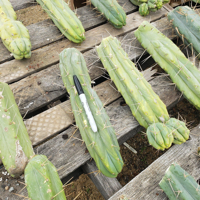 #EC26 EXACT Trichocereus Bridgesii Jiimz Cactus CUTTINGS various sizes