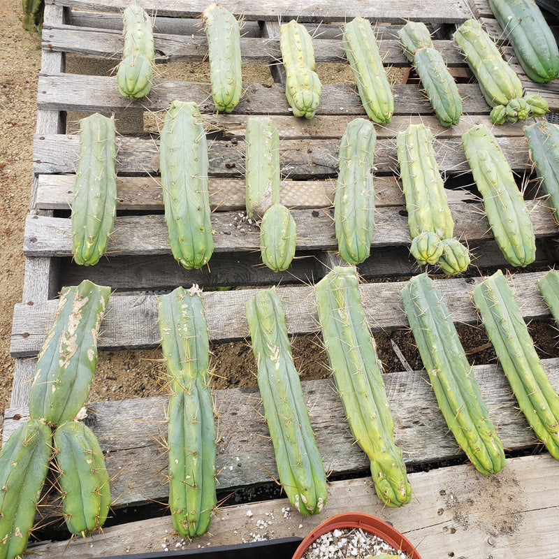 #EC26 EXACT Trichocereus Bridgesii Jiimz Cactus CUTTINGS various sizes