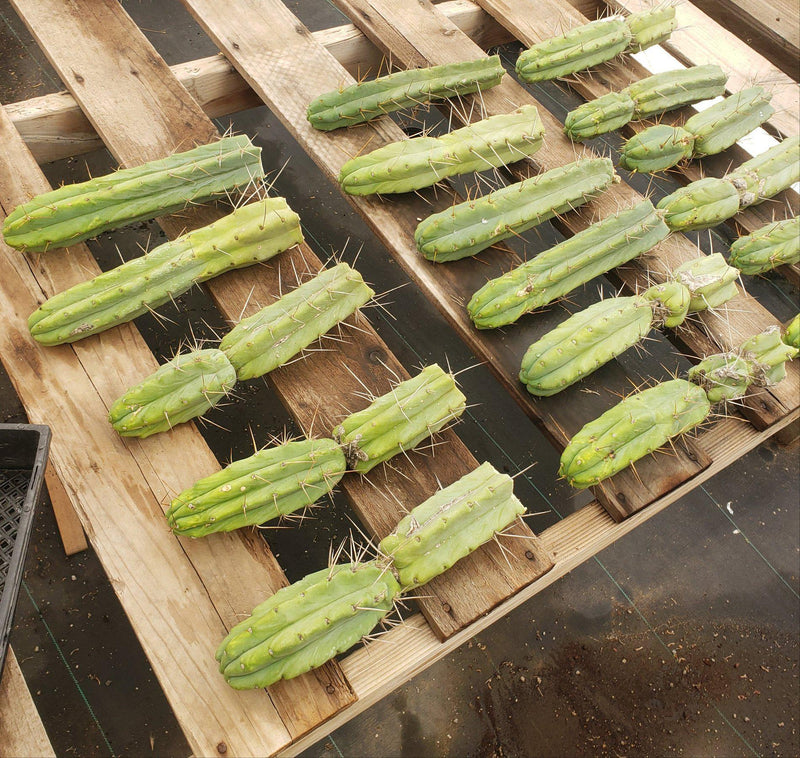 #EC26 EXACT Trichocereus Bridgesii Jiimz Cactus CUTTINGS various sizes