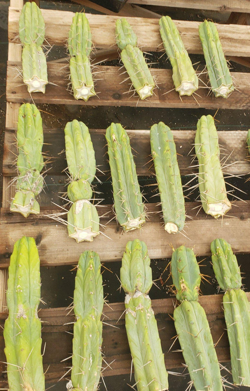 #EC26 EXACT Trichocereus Bridgesii Jiimz Cactus CUTTINGS various sizes