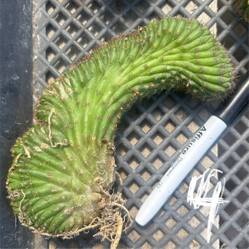 #EC260 EXACT Trichocereus Pachanoi Variegated & Crested Cactus BareRoot