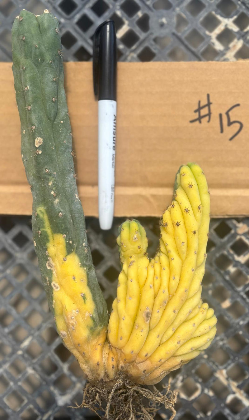 #EC260 EXACT Trichocereus Pachanoi Variegated & Crested Cactus BareRoot
