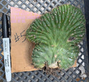 #EC260 EXACT Trichocereus Pachanoi Variegated & Crested Cactus BareRoot