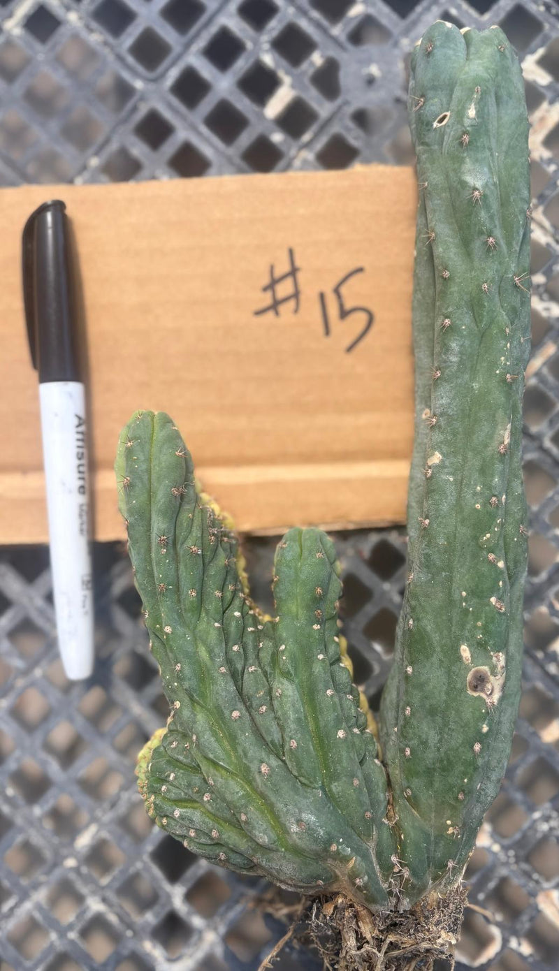 #EC260 EXACT Trichocereus Pachanoi Variegated & Crested Cactus BareRoot