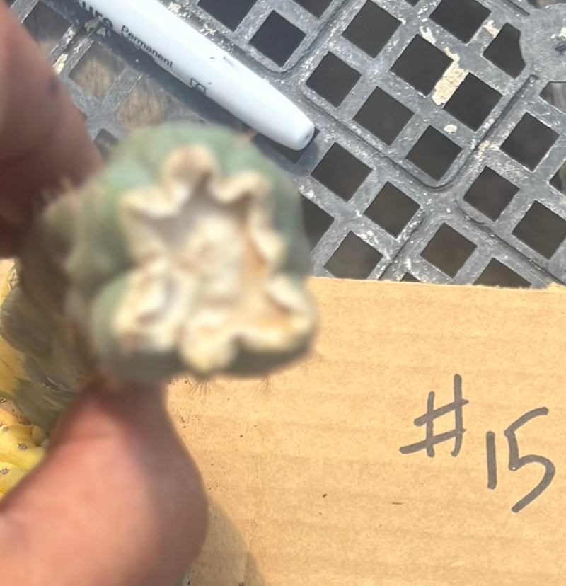 #EC260 EXACT Trichocereus Pachanoi Variegated & Crested Cactus BareRoot