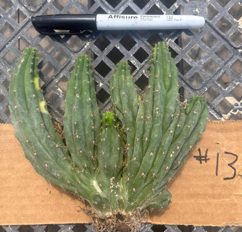 #EC260 EXACT Trichocereus Pachanoi Variegated & Crested Cactus BareRoot