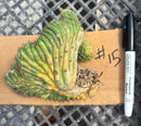 #EC260 EXACT Trichocereus Pachanoi Variegated & Crested Cactus BareRoot