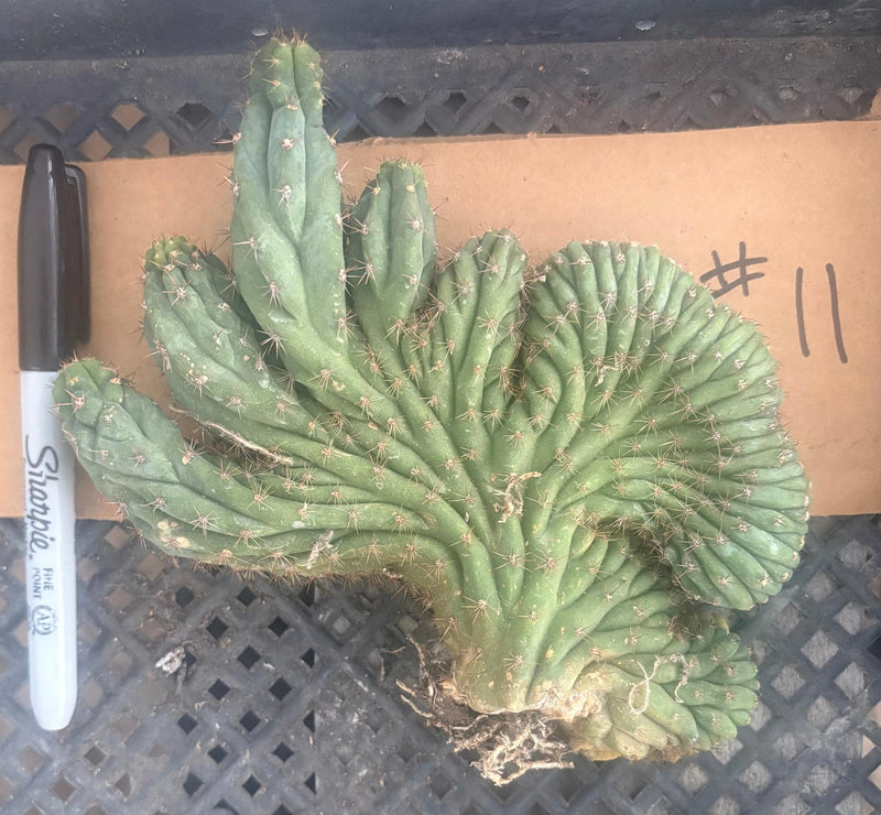 #EC260 EXACT Trichocereus Pachanoi Variegated & Crested Cactus BareRoot