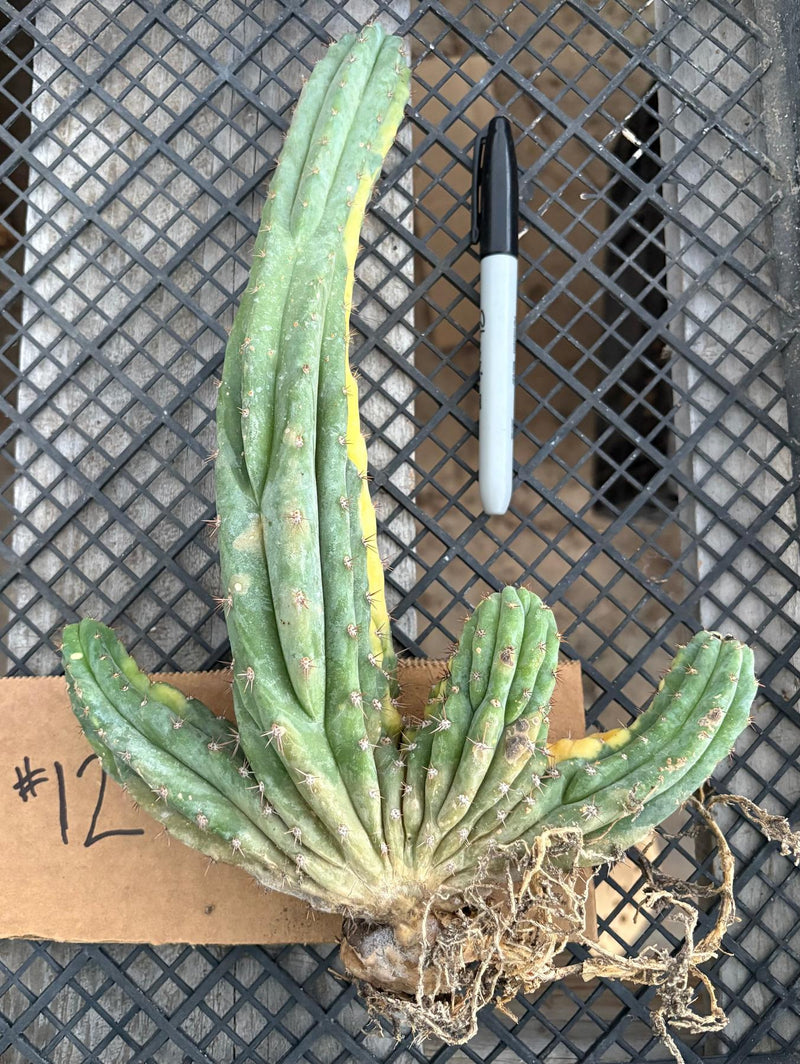 #EC260 EXACT Trichocereus Pachanoi Variegated & Crested Cactus BareRoot