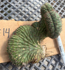 #EC260 EXACT Trichocereus Pachanoi Variegated & Crested Cactus BareRoot