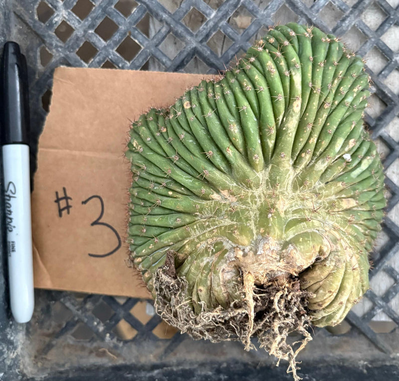 #EC260 EXACT Trichocereus Pachanoi Variegated & Crested Cactus BareRoot