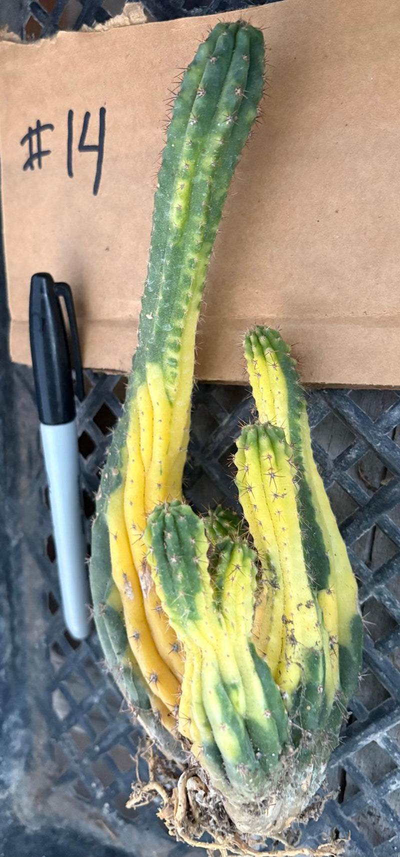 #EC260 EXACT Trichocereus Pachanoi Variegated & Crested Cactus BareRoot