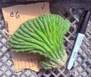 #EC260 EXACT Trichocereus Pachanoi Variegated & Crested Cactus BareRoot