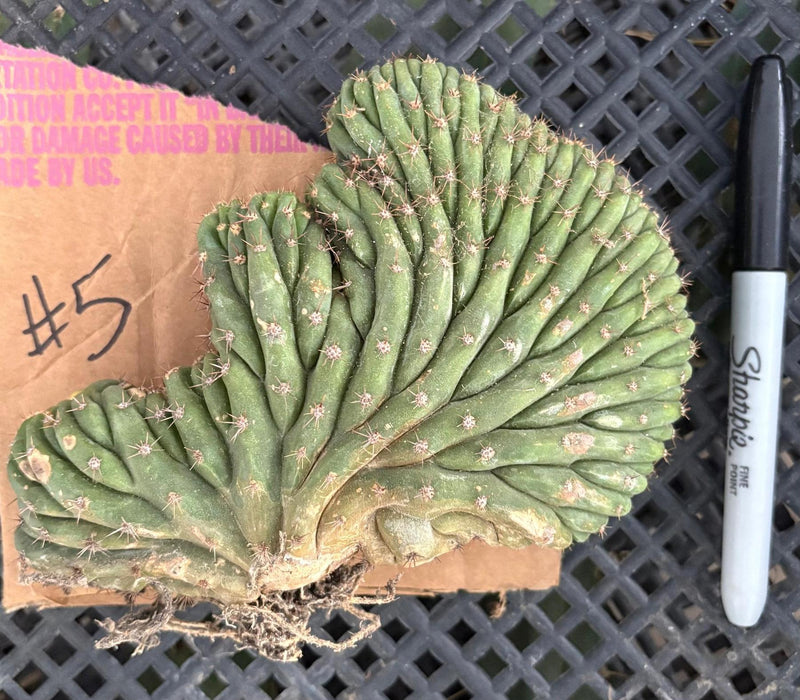 #EC260 EXACT Trichocereus Pachanoi Variegated & Crested Cactus BareRoot