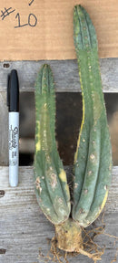 #EC260 EXACT Trichocereus Pachanoi Variegated & Crested Cactus BareRoot