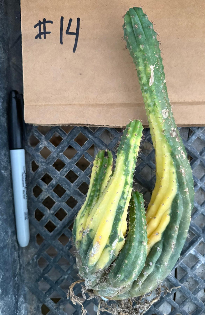 #EC260 EXACT Trichocereus Pachanoi Variegated & Crested Cactus BareRoot