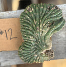 #EC260 EXACT Trichocereus Pachanoi Variegated & Crested Cactus BareRoot