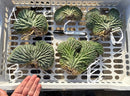 Cactus Trichocereus Pachanoi Variegated Crested Bare-Root Clone China Gold Rare Desert Plant by The Succulent Source